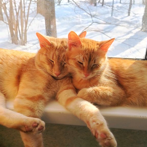 Иконка канала Мои питомцы