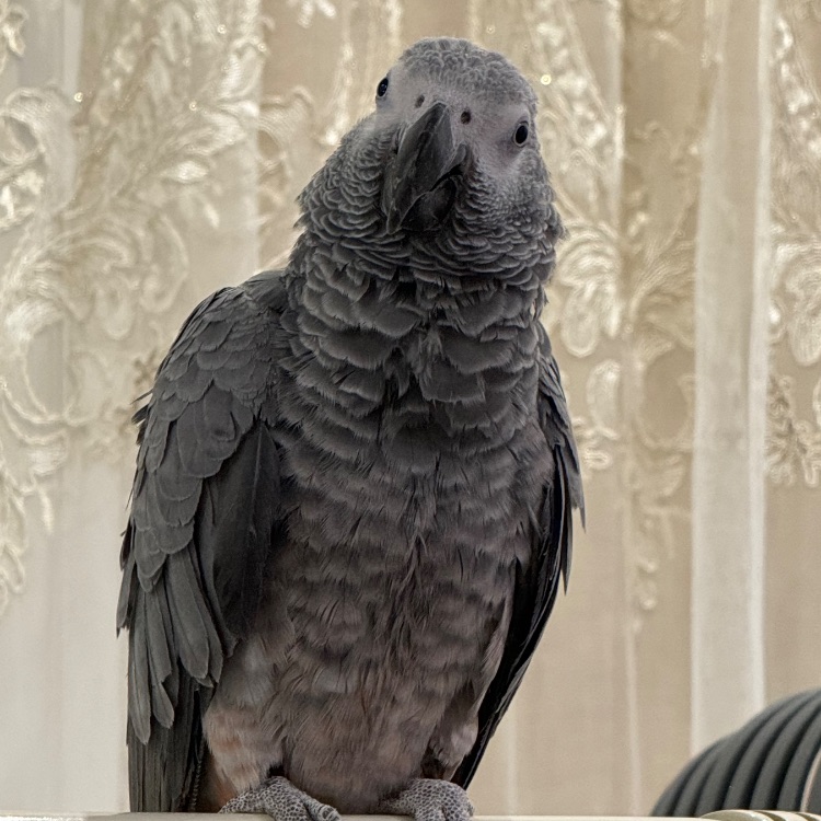 Иконка канала Жако Григорий 🦜