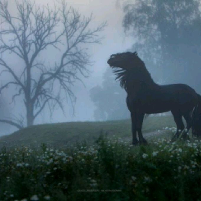 Иконка канала ЛОШАДИ2x