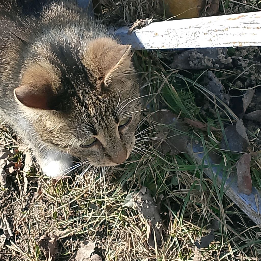 Иконка канала Мурка🐾