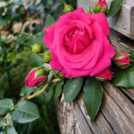 Иконка канала Зелёное королевство