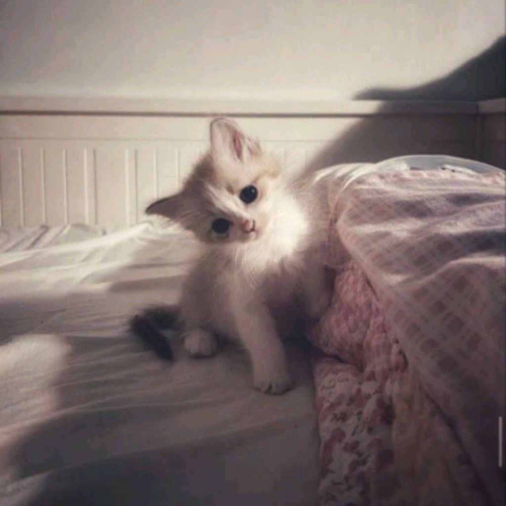 Иконка канала 🥧lekker»