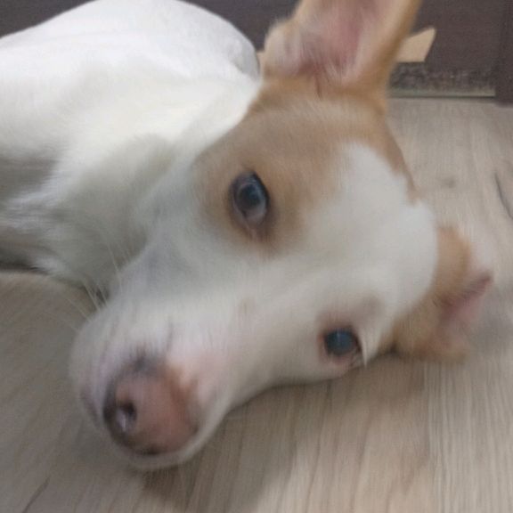 Иконка канала Спаркуся✔️