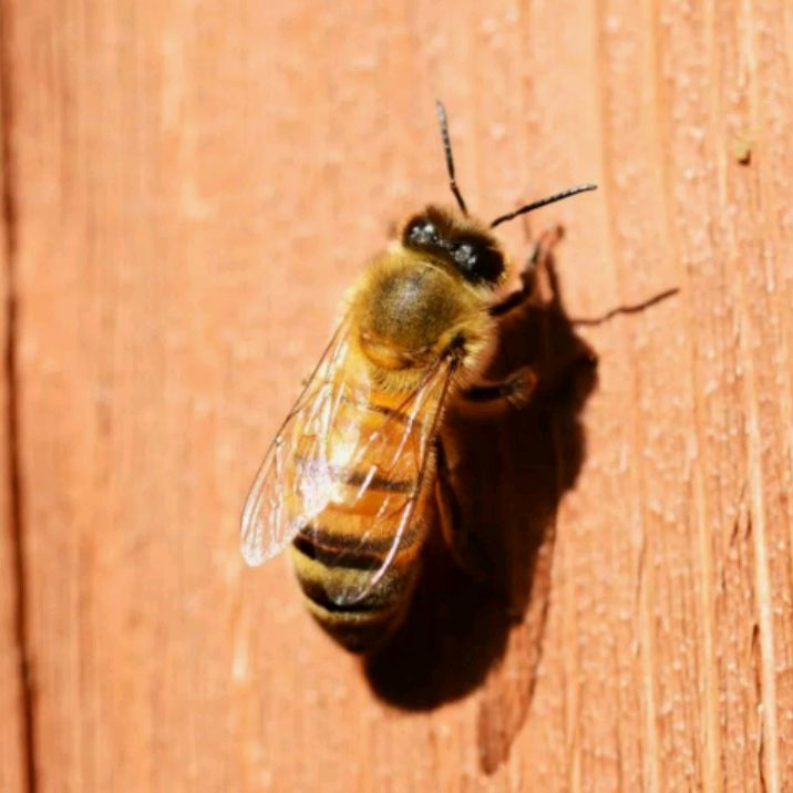 Иконка канала SERGEY