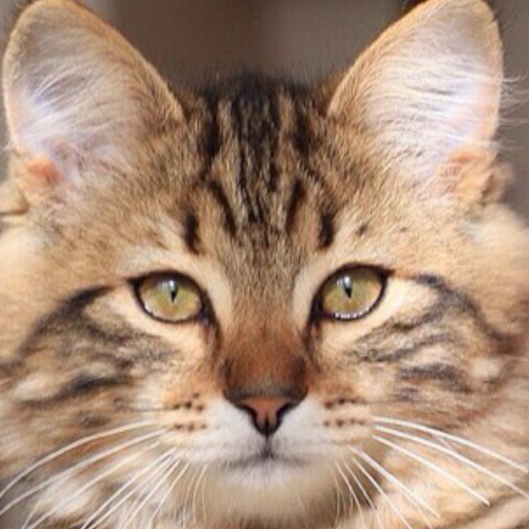 Иконка канала Питомник сибирских кошек котята Spark Heart