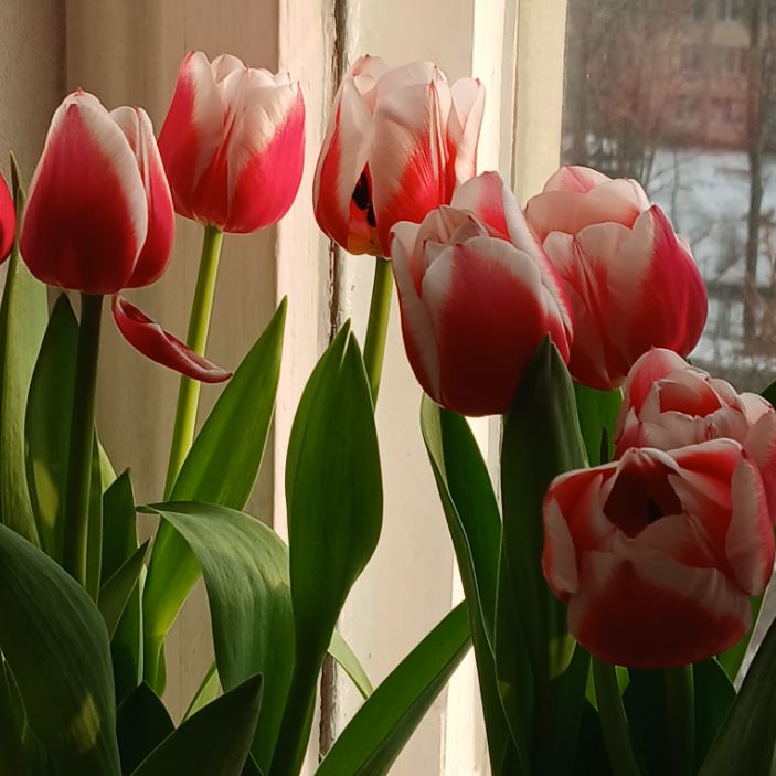 Иконка канала channel76627476