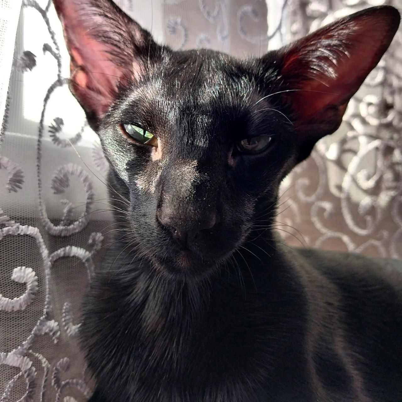 Иконка канала Кото-дневник Ориентала