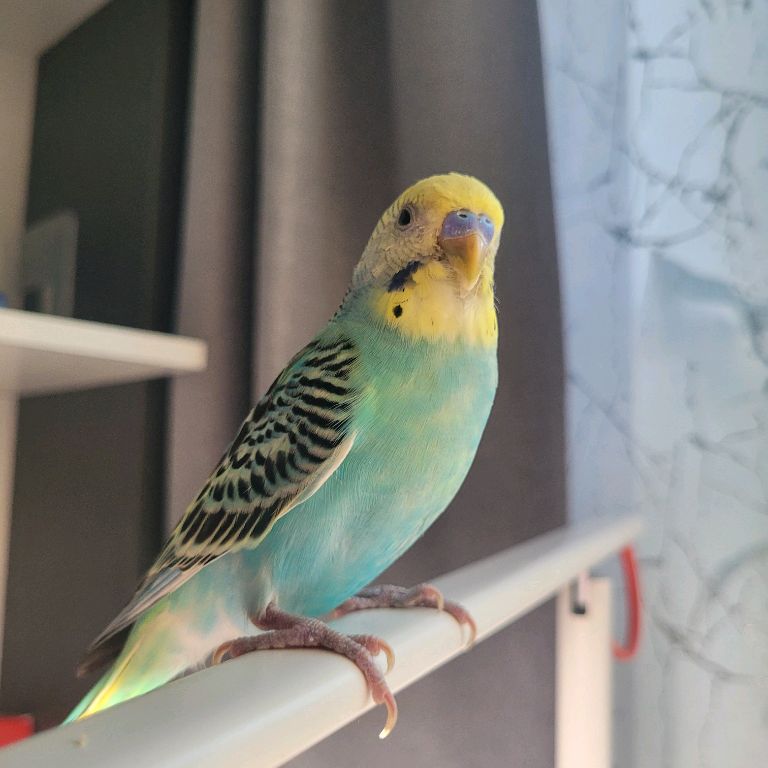 Иконка канала ЯшаPart##