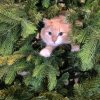 Иконка канала Кити-cat