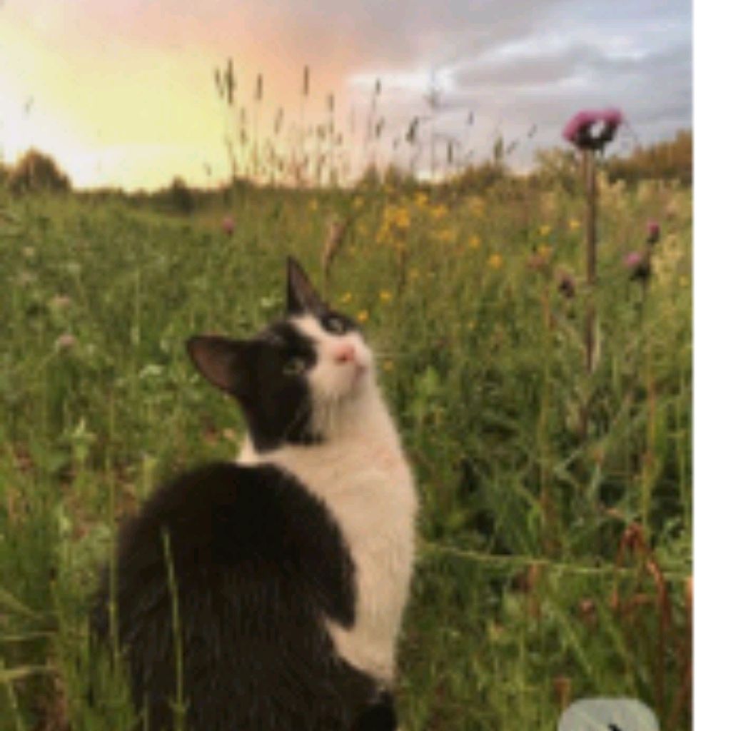 Иконка канала «★Поющая Лебедь{Кв}★»