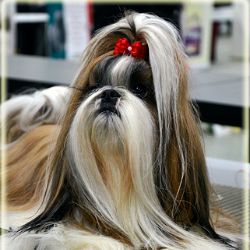 Иконка канала Питомник ши-тцу "Рагсоль".