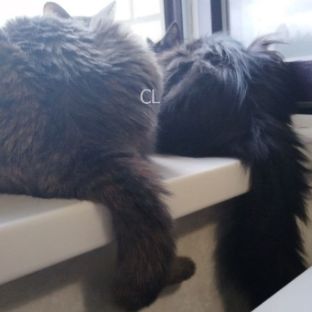 Иконка канала Лапка и Черника: домашняя вселенная