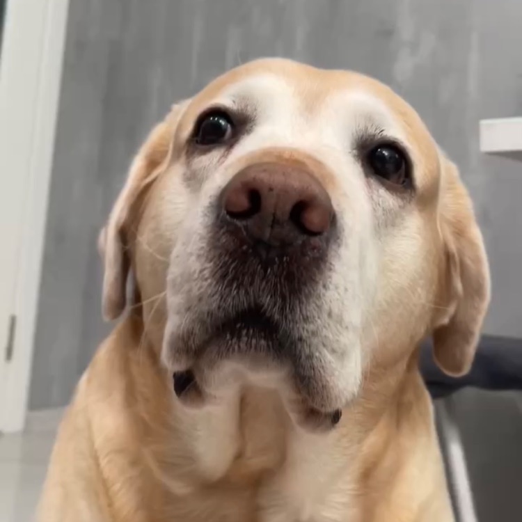 Иконка канала АМУРЧИК🦮