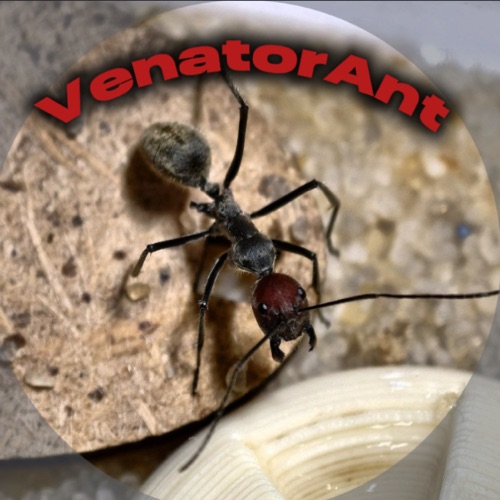 Иконка канала VenatorAnt