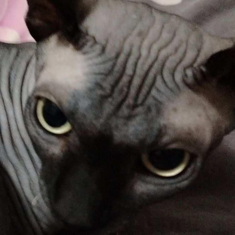 Иконка канала Цветочек🩷