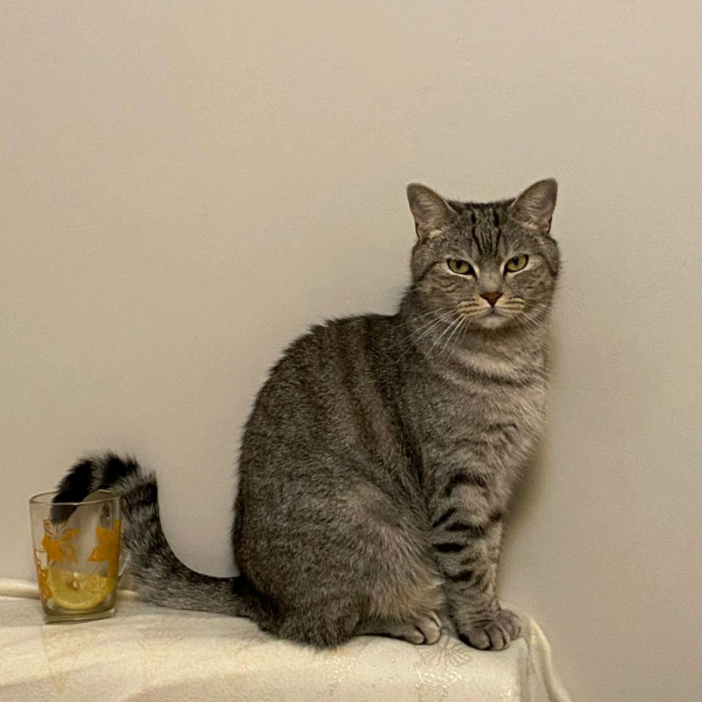 Аватар автора