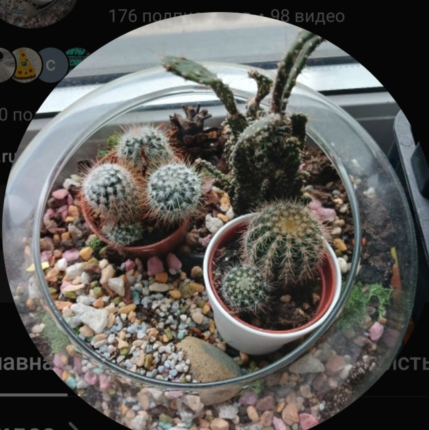 Иконка канала APPLE_ЛАЙК2025-2.0