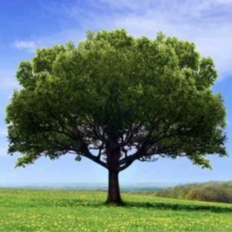 Иконка канала WPon( С Моим SO2 Что-то Не Так)