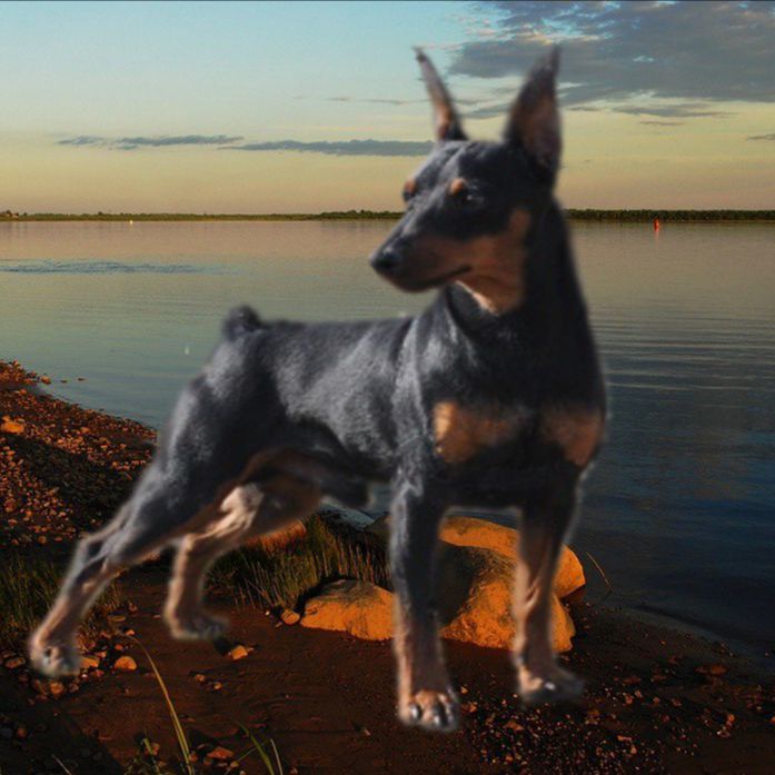 Иконка канала dvinskoybereg