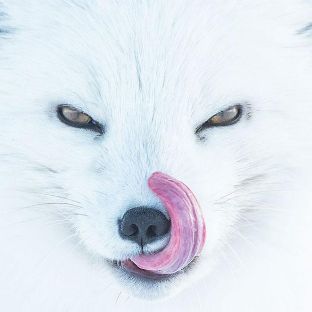 Иконка канала Mysterious animals