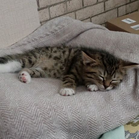 Иконка канала Котик Боссик