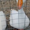 Иконка канала Гусь