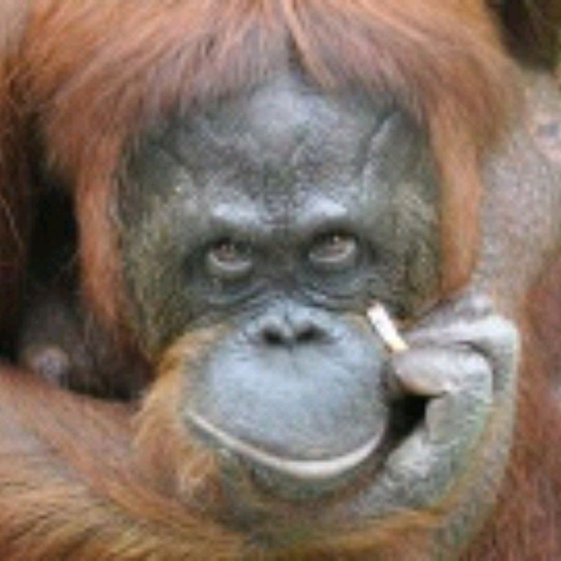 Иконка канала channel47170588