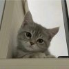 Иконка канала Котейка