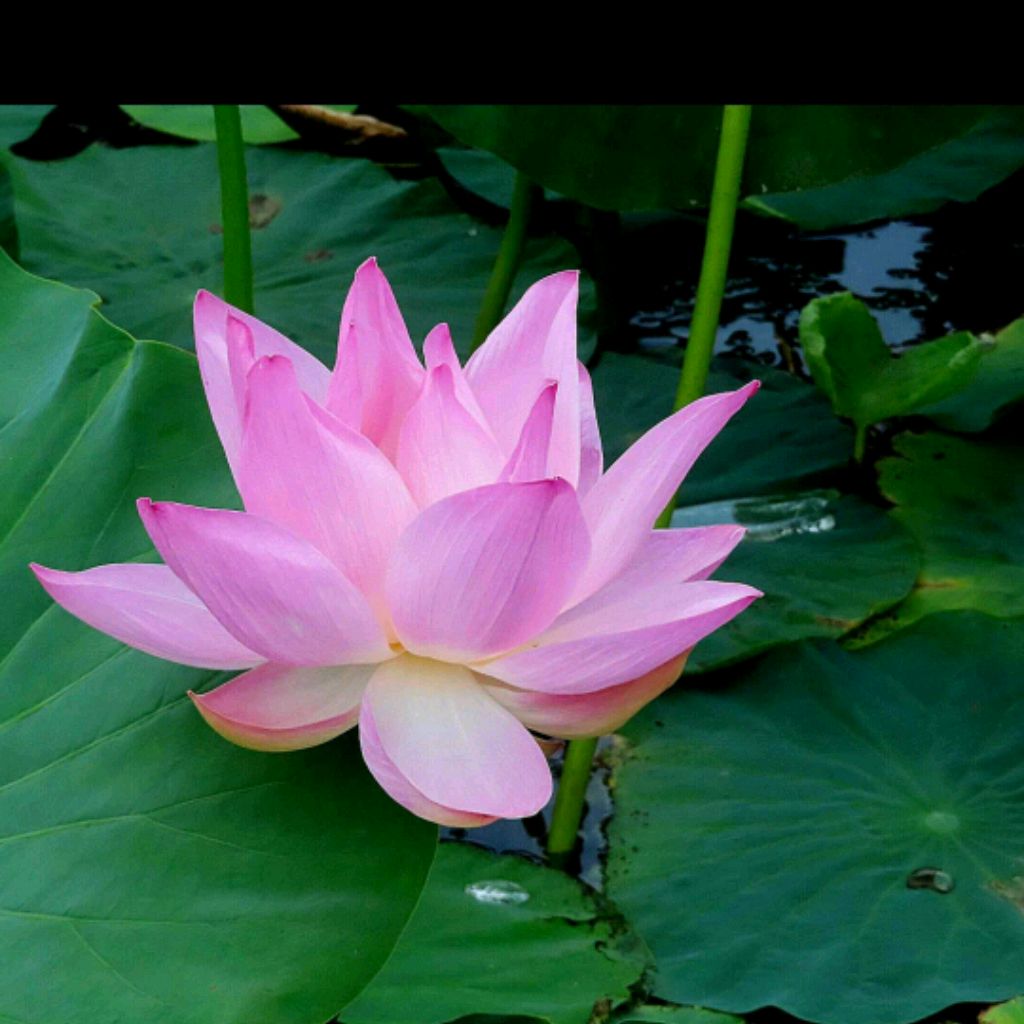 Иконка канала Для души-монтаж видеороликов