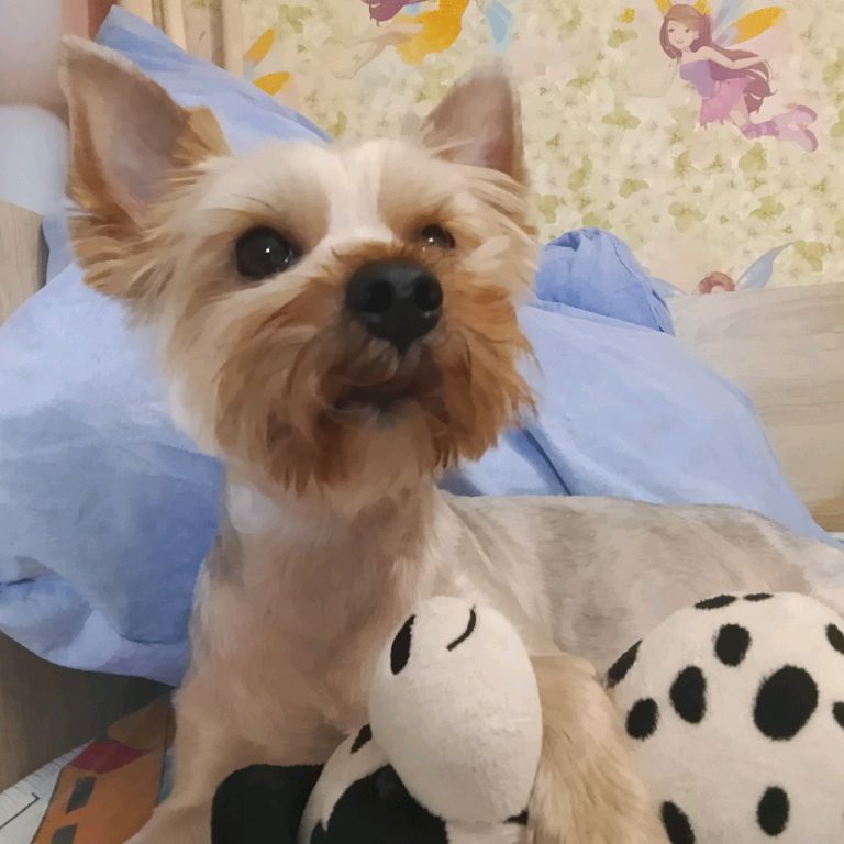 Иконка канала Бонька🎀🐶 2