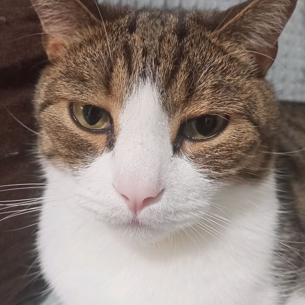 Иконка канала Мелон_0987