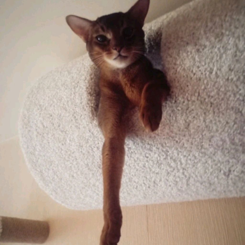 Иконка канала 🍓ㄣㄤㄨㄛㄕㄥ