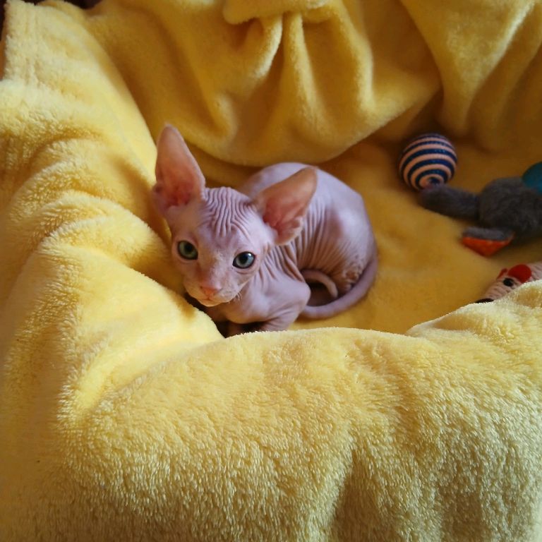 Иконка канала Marcel