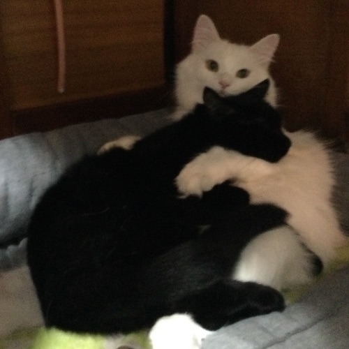 Иконка канала Счастливые лапки