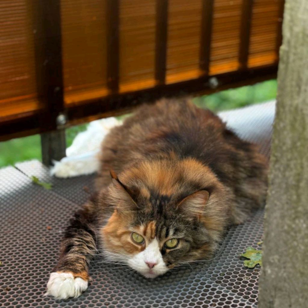 Иконка канала RedFred