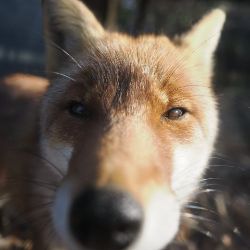 Иконка канала RevEcho