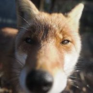 Иконка канала RevEcho