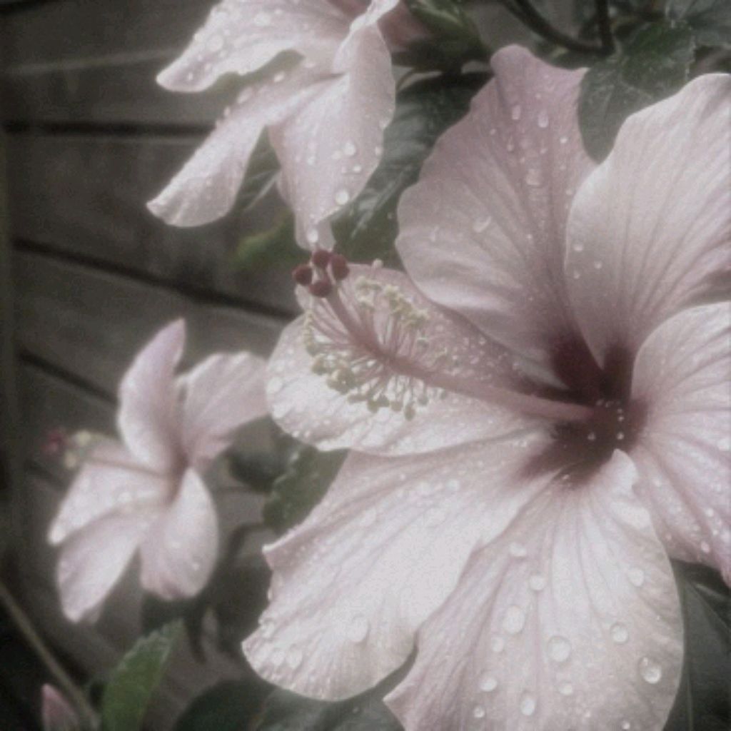 Иконка канала ксюшик