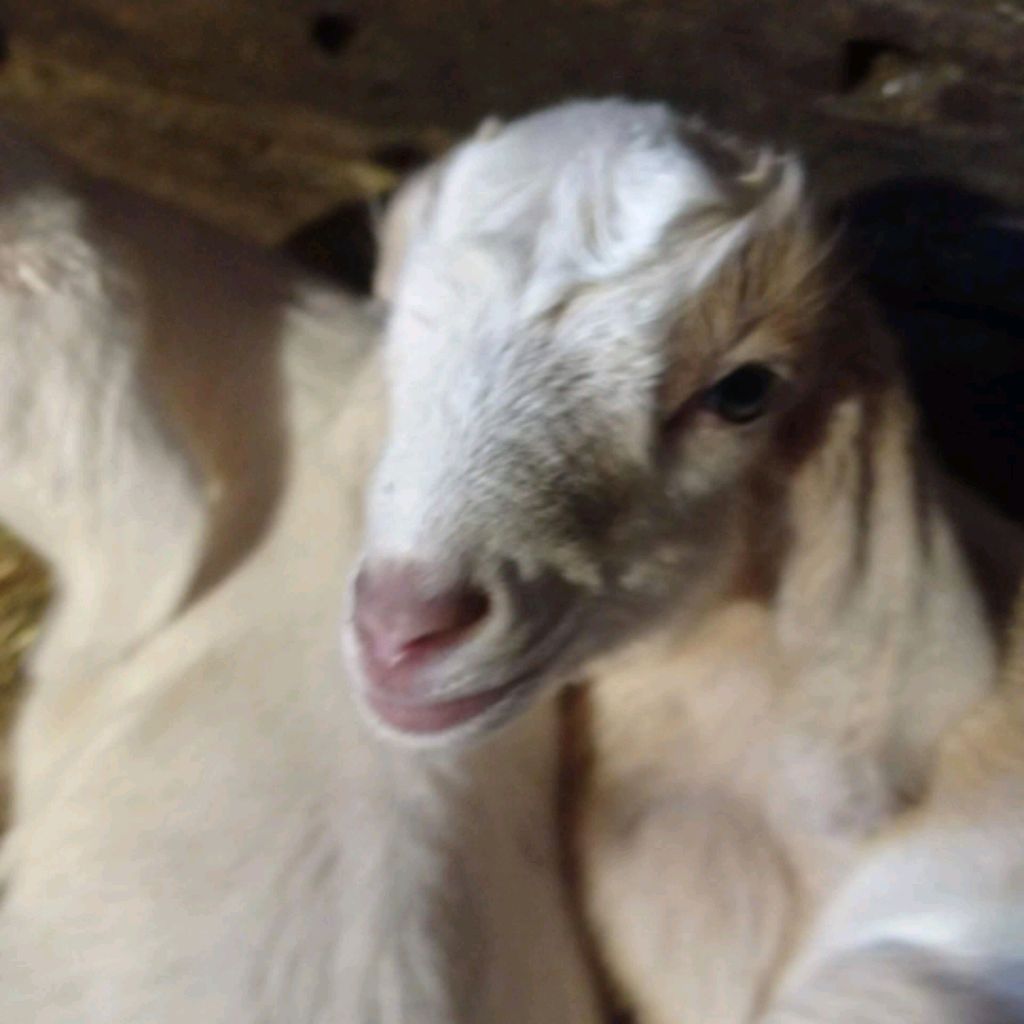 Иконка канала Козий дворик Лины