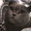 Иконка канала Пушастик