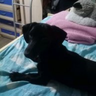 Иконка канала Кнопка 🐶¶;