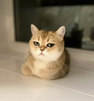 Иконка канала Артем