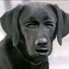 Иконка канала lavchannel