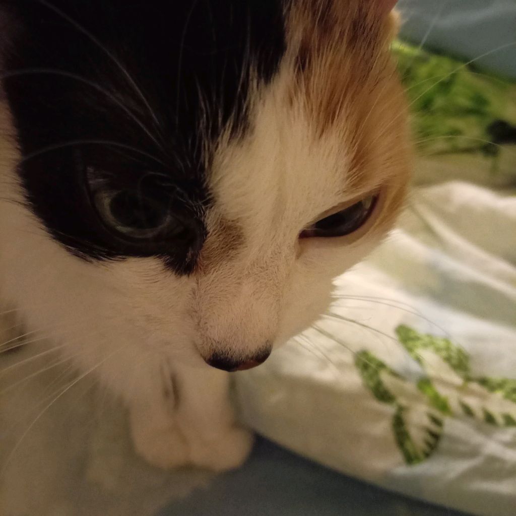 Иконка канала ~Vacte~