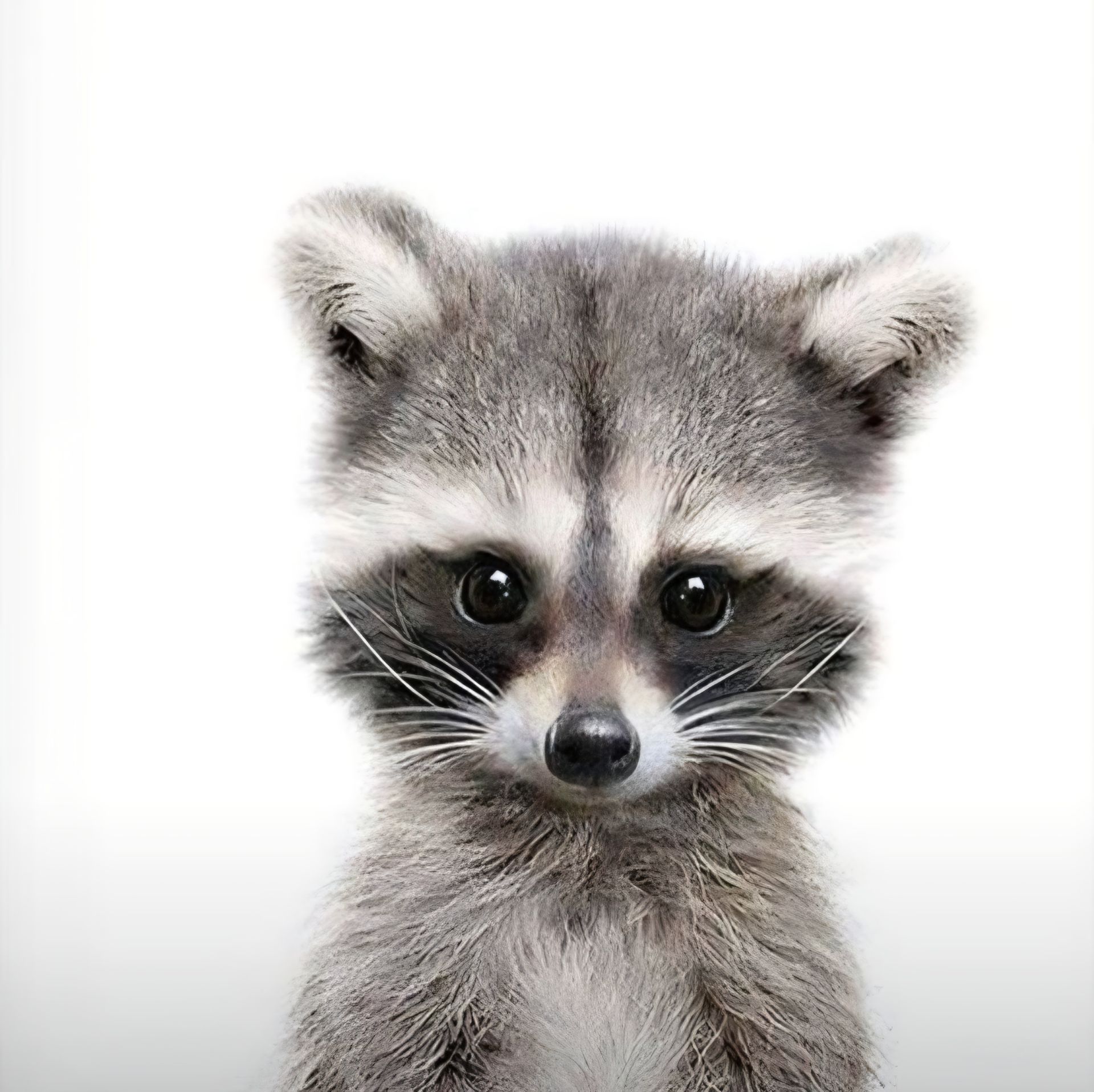 Иконка канала Енотик