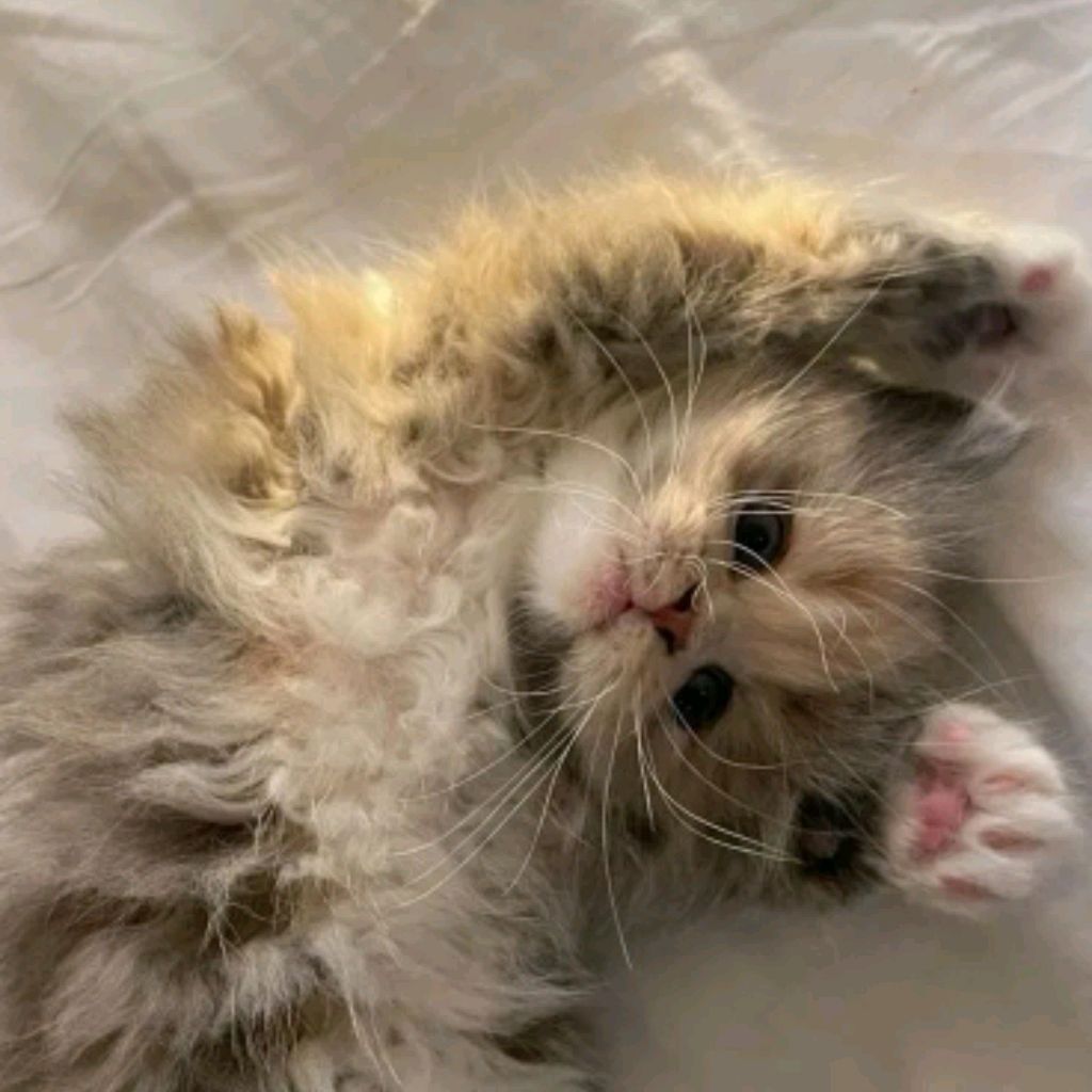 Иконка канала Настя Представляет