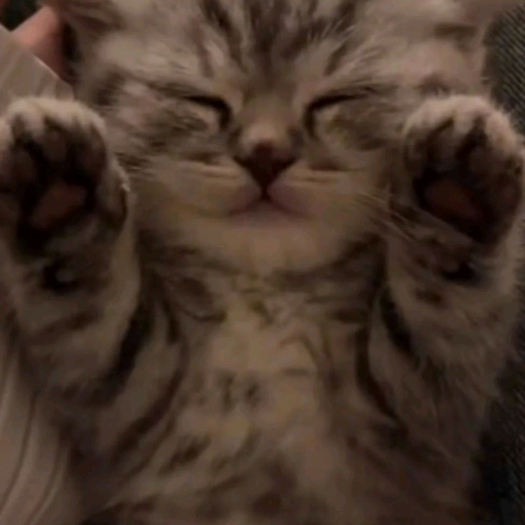 Иконка канала Серый Котенок