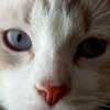 Иконка канала Felis