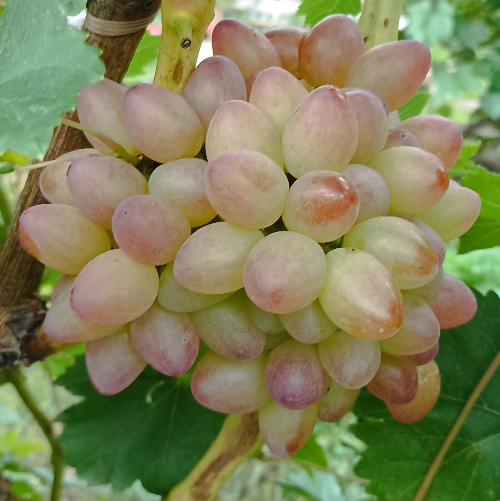 Иконка канала Витальевский виноград