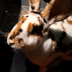 Иконка канала Прохождение Игр от Зайчи